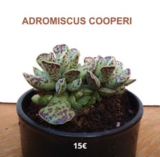 Succulentes Passion - Adromiscus