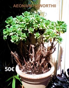 succulentes Aeonium Haworthii