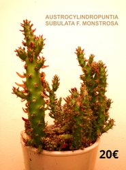 succulente  Cactus  Plantes Grasses