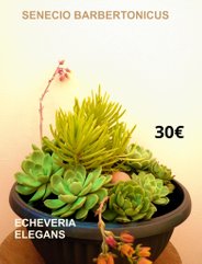 succulentespassion.fr