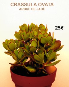 succulentes - famille - Crassula Ovata