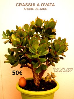 succulentes  -  Arbre de Jade