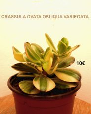 Succulentes Crassula
