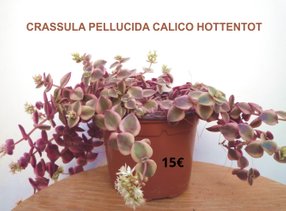 Succulentes  Crassula Pellucida Calico Hottentot