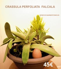 succulente Crassula perfoliata