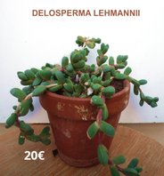succulentes Delosperma Lehmanii