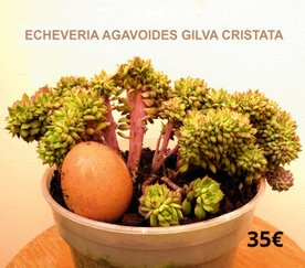 succulentes Echeveria Gilva