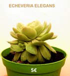 Succulentes  Etcheveria Elegans