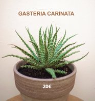 succulentespassion.fr   Plantes Grasses gasteria