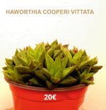 Succulentes  Haworthia Cooperi