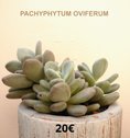 Pachyphytum Oviferum  Plantes Grasses