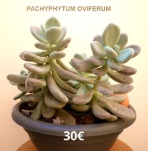 Succulentes   Pachyphytum Oviferum