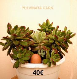 Succulentes  Pulvinata Carn