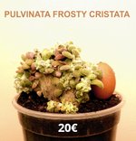 succulentespassion.fr  Crassula  Pulvinata