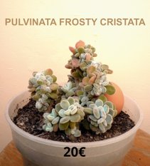 Succulentes   Pulvinata Frosty Cristata