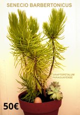 Senecio Barbertonicus succulentes